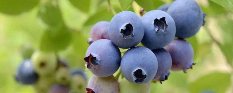 蓝莓苗叶片发红原因 蓝莓幼苗初发叶红色