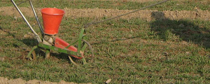 春见施肥时间 春见施肥种植技术