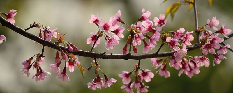 赏樱花时间 樱花赏花时间