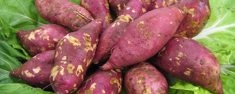 红薯移栽密度（红薯种植密度）
