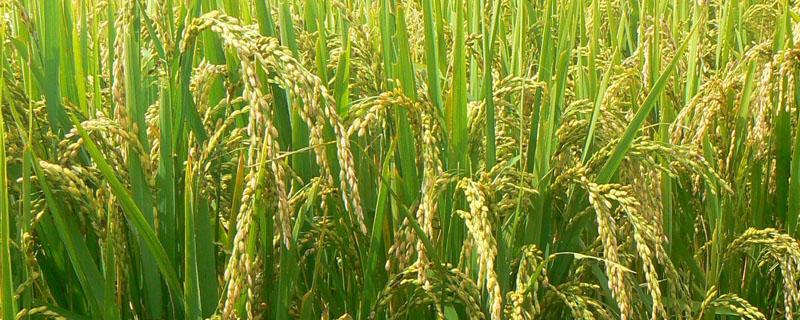 最早的水稻栽培农书