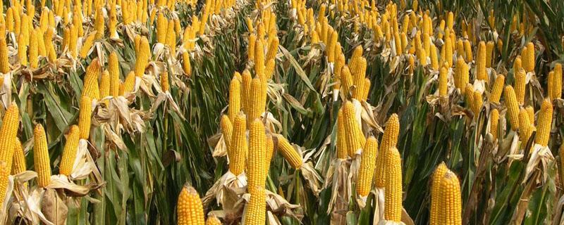 玉米除草剂能和杀虫剂混用吗 玉米除草剂不能和什么农药混用