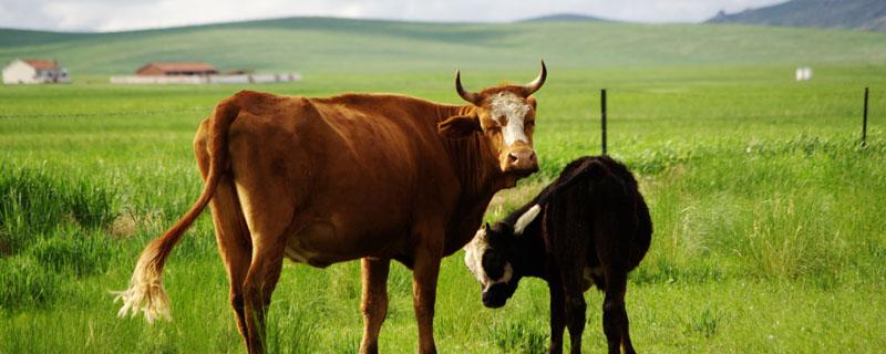 农村养牛的方法和技术（农村养牛的方法和技术方法）