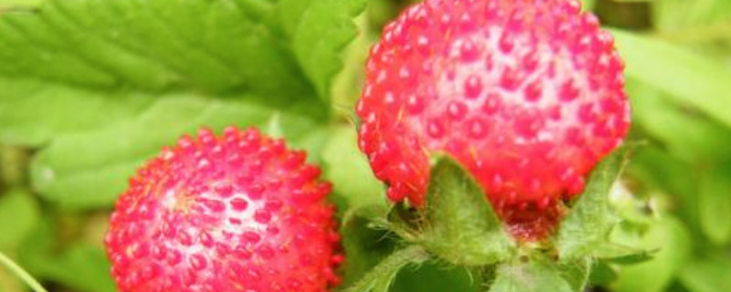 山莓和蛇莓的区别 蛇莓和蛇莓草的区别