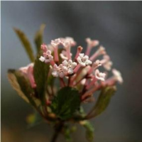 花木蓝（花木兰能吃吗）