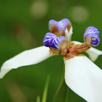 蜂斗菜 蜂斗菜的功效和作用