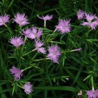 红花蕉 红花蕉果实