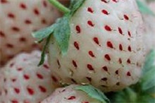 菠萝莓百科 菠萝草莓是什么品种