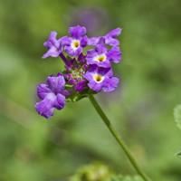 蛾蝶花（蛾蝶花耐寒吗）