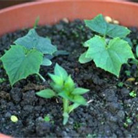 长春花 长春花已汇成海 我们相爱吧