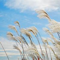 芦苇 芦苇叶子图片