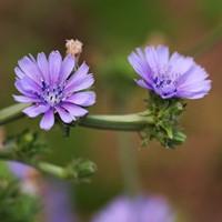 龙面花 龙面花是多年生的吗