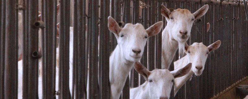 夏季圈养羊 夏天养羊技术