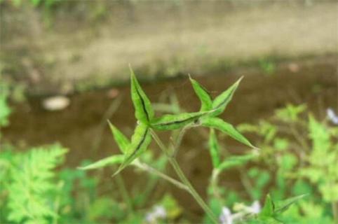 还亮草什么时候开花，花期大概在3～5月