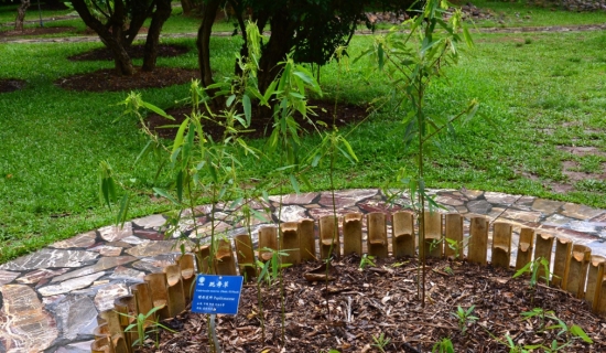 会“跳舞”的植物——跳舞草（有没有跳舞草这种植物）