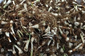 太白米（太白米的作用与用途）