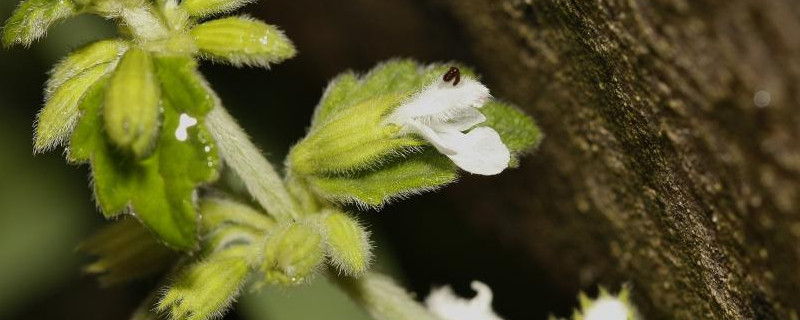 白花草有几种 白花草是什么