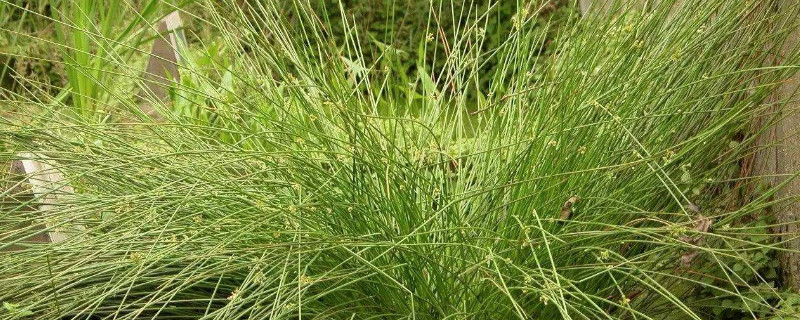 灯芯草是什么植物（灯芯草图片植物图片）