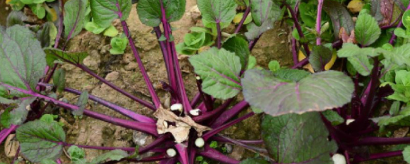 红菜苔叶子很大要不要摘掉（红菜苔叶子很大要不要摘掉炒）