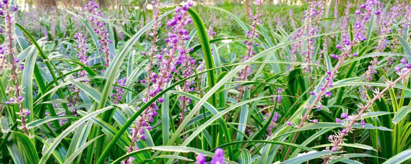 沿阶草花语 沿阶草的花语