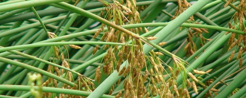 灯芯草能用除草剂吗（灯芯草用什么农药除草）