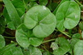 小金钱草（小金钱草与金钱草区别）