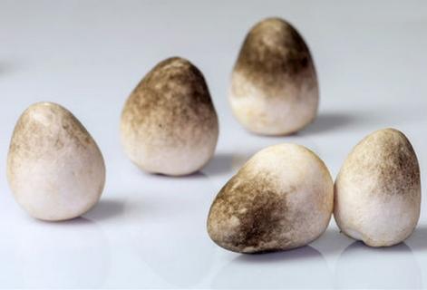 草菇的种植：喜高温、高湿的环境 草菇种植技术方法