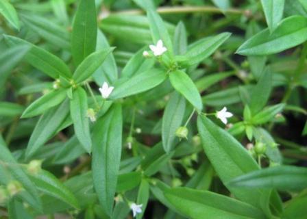 百花蛇舌草的介绍 百花蛇舌草的用途