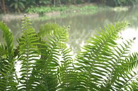 金鸡尾（金鸡尾草图片功效）