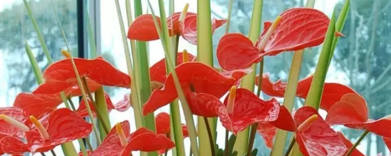 花卉红掌的养殖方法和注意事项 花卉红掌怎么养