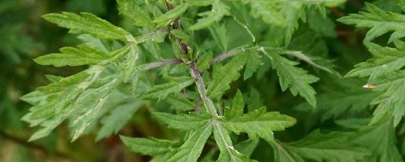 野艾蒿和艾草怎样分别（野艾蒿和艾草怎样分别什么味道）