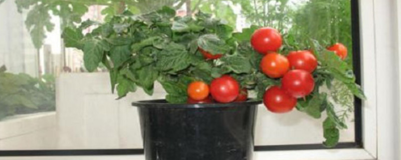 盆栽小西红柿怎么剪枝 盆栽西红柿如何剪枝