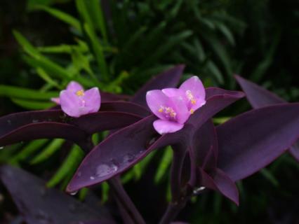 紫鸭跖草有何特性，怎样栽培（紫鸭跖草的种植方法）