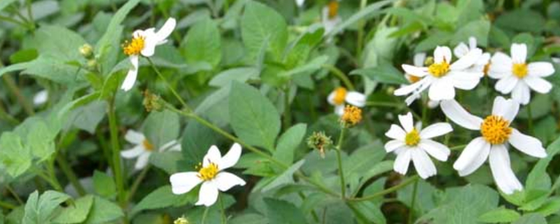 鬼针草一年四季都开花吗（鬼针草一年四季都有吗）