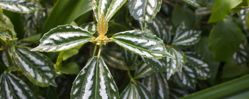 西瓜皮椒草有毒吗（植物西瓜皮椒草有毒吗）