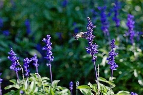 蓝花鼠尾草什么时候开花，在夏季6～8月开花