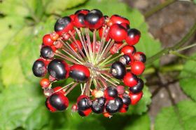 珠子参 珠子参的功效与作用,珠子参是什么,珠子参的功效