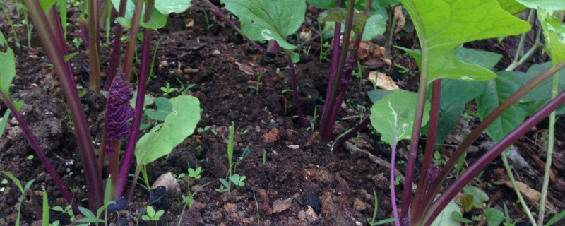 红菜苔北方能种吗（北方可以种菜苔吗）