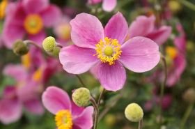 打破碗花花 打破碗花花药用部位