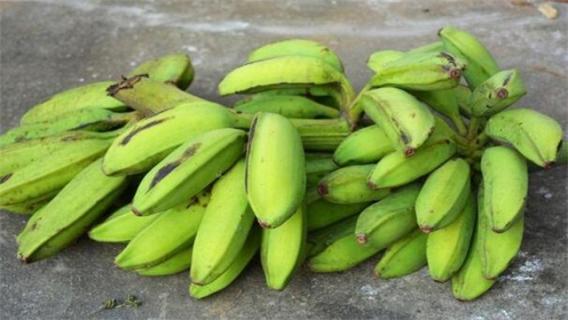 芭蕉和香蕉的区别 芭蕉和香蕉的区别是什么