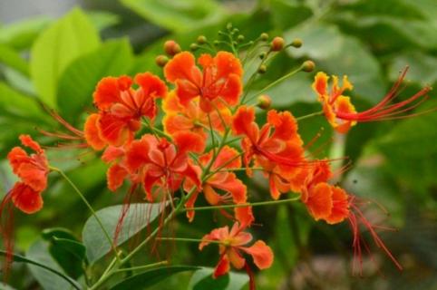 金凤花的功效与作用,可有观赏以及药用价值