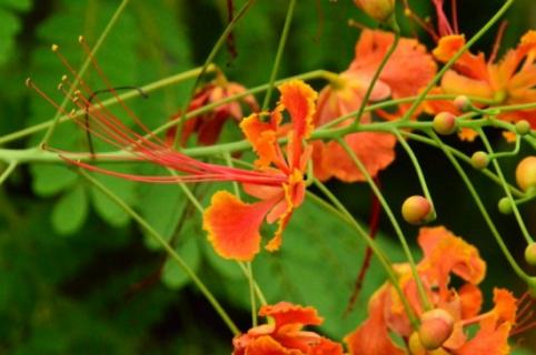 金凤花的功效与作用,可有观赏以及药用价值