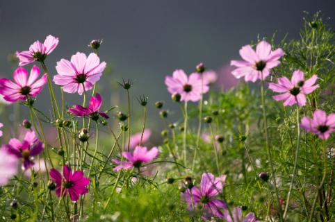 格桑花又叫什么花