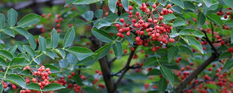 五年花椒树修剪技术 五年花椒树修剪技术视频