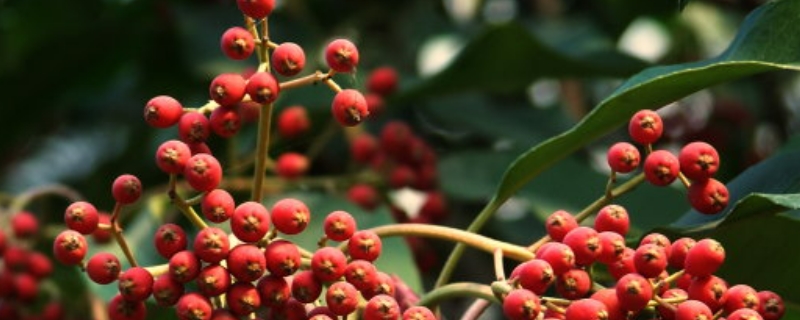 花椒树7月份能不能修剪 八月份花椒树摘花椒修剪