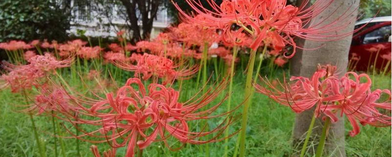 玫瑰石蒜花语（石蒜和彼岸花的花语）