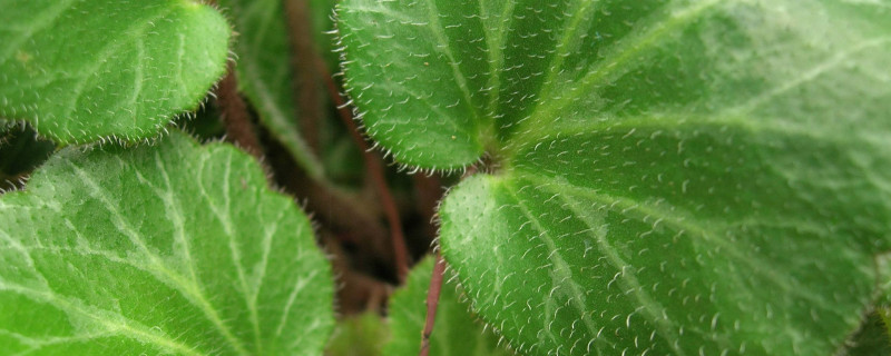 虎耳草怎么吃治荨麻疹