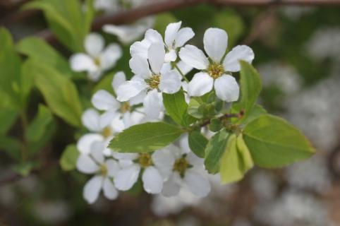 雪柳如何生根