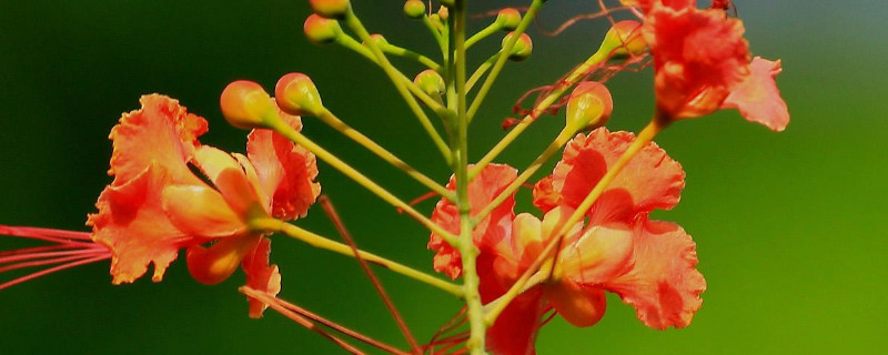 金凤花怎么种 金凤花树种植范围