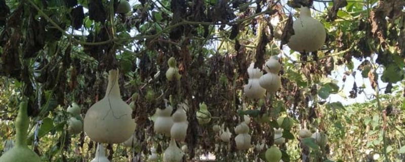 葫芦种子怎么催芽和种植（如何让葫芦种子发芽）